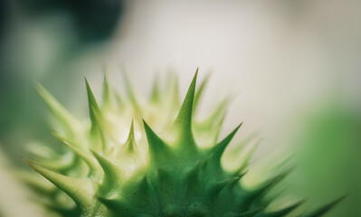 Nahaufnahme einer Stechapfelfrucht (Datura)