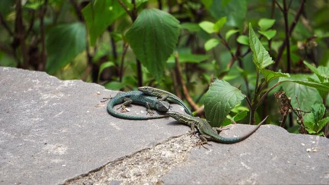 Three Madeiran wall lizards, also known as Teira dugesii, are sunning themselves on a rock, enjoying the warmth of the sun. These lizards are endemic to the Madeira archipelago in Portugal