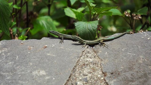 Two Madeiran wall lizards or Teira dugesii, a species of lizard endemic to Madeira archipelago, Portugal, are warming up on a rock