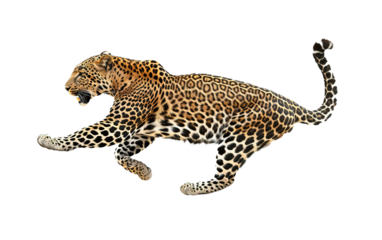  leopard running and jumping...png