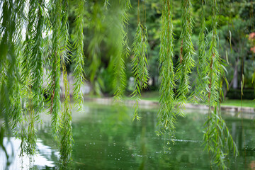 The willow branches hanging down to the lakeside give a natural feeling with their green color and...