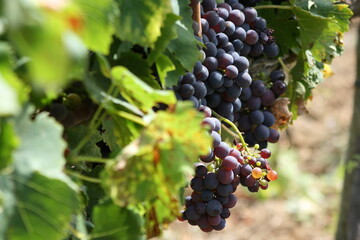 Naklejka premium Grapes on the vine