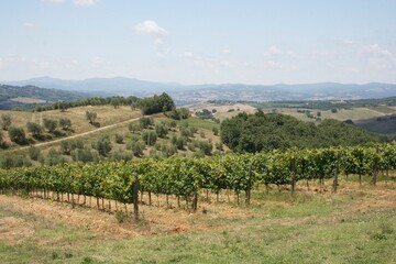 Fototapeta premium Vineyard in Tuscany