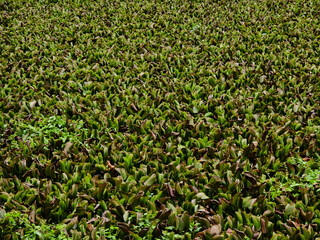 A beautiful field full of lush green plants and leaves