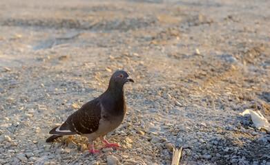 Gołąb kroczy z godnością po żwirowej nawierzchni (podbudowa drogi w trakcie budowy). Miejski gołąb pewnie porusza się po placu budowy drogi w letnie popołudnie. © Grzegorz