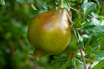 Pomegranate still rippening on tree