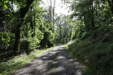 Voie d'accès forestière au fort de Guentrange, ville de Thionville, département de la Moselle, France