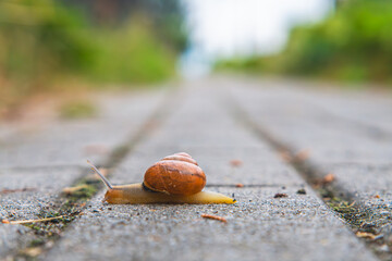 a snail with a beautiful shell crawling on the sidewalk on a rainy day. high summer. beautifully blurred background.