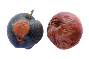 Rotten apples isolated on white background. Decomposition and food waste concept with photo of...