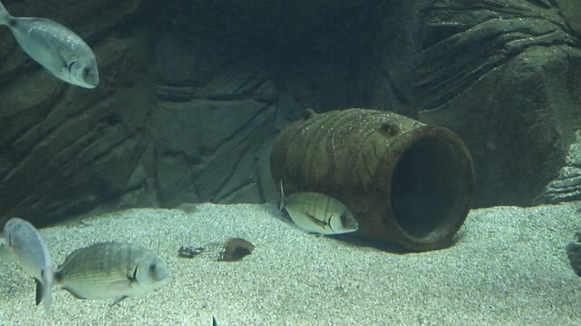 Beautiful fish swimming in an aquarium with seawater. At the bottom of the aquarium lies a jug, an amphora. A video for relaxation and harmony. Emotion of calm, balance, love, and light.
