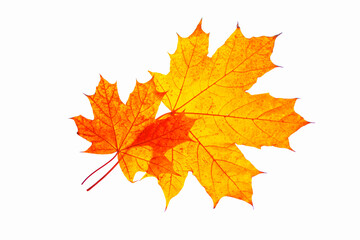 autumn texture, maple leaf isolated on white background