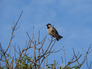 bird on a leafless tree branch