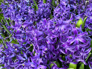 Purple Hyacinth flowers beautiful blossom