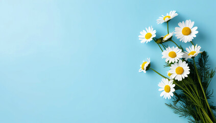 Chamomile flowers background light blue
