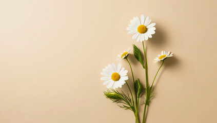 Obraz premium Chamomile flowers background cream beige