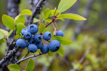 Close-up of ripe wild blueberries in natural setting with vibrant green leaves