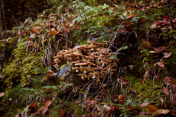 Fototapeta premium Beautiful Cluster of Mushrooms Growing on a Fallen Tree in an Autumn Forest. Hiking in Carpathian Mountains, Ukraine