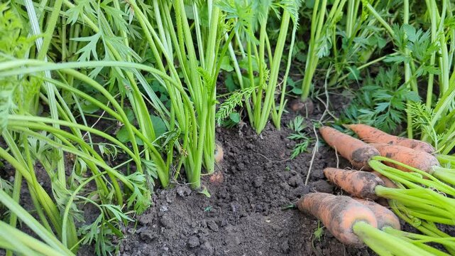 ernten von frischen Karotten im Garten