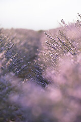 selective focus of lavender flowers with back lighting, lavender textured background, copy space
