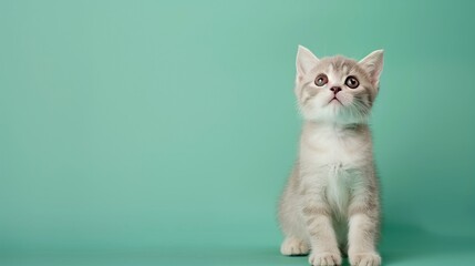 cat sitting on a pastel green background