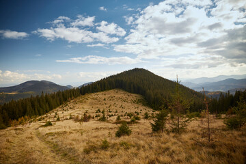 Scenic Mountain Trail Surrounded by Lush Green Forest Under Clear Blue Sky. Hiking in Carpathian Mountains, Ukraine