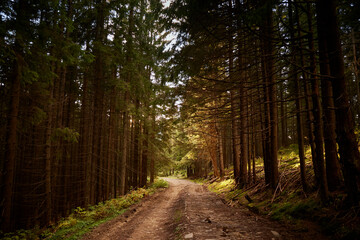 Scenic Forest Pathway Surrounded by Tall Trees in Late Afternoon Light. Hiking in Carpathian Mountains, Ukraine
