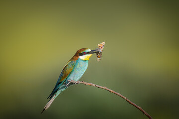 European bee-eater sits on the long thin branch and holds a butterfly in its beak with an olive green background with copyspace toward the camera lens on a sunny summer evening. 