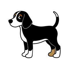 close up of a baby beagle puppy face with floppy ears, clean white background,