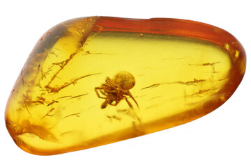 cobweb spider (Theridiidae) imprisioned in Baltic amber isolated on white background