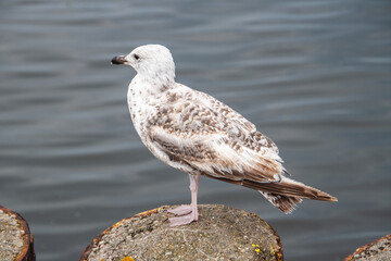  Möwe sitzt auf einem Wellenbrecher in einem Hafen an der polnischen Ostsee und schaut nach links.