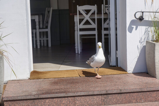 Eine M&ouml;we kommt aus einem Restaurant