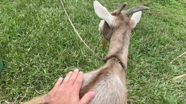 Older Latina woman with gray hair and yellow boots milking goat on her farm. Colombian peasant woman. Concept of farm and ruminants.