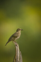 A young common starling sits on top wooden dry branch with an olive green background perpendicular to the camera lens on a sunny summer evening. 