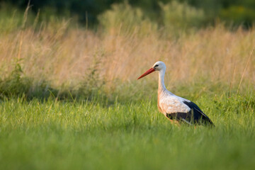 On a sunny summer evening, an adult white stork walks on the field with green grass perpendicular to the camera lens.