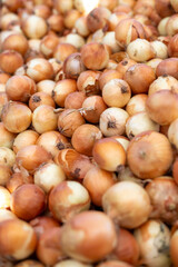 Many ripe onion as a background