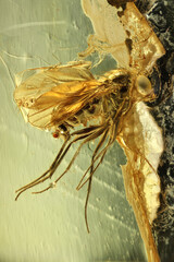 long-legged fly (Palaeomedeterus) imprisioned in Baltic amber