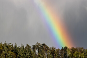 rainbow over the treetops of a forest