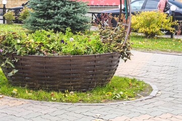 Urban landscape design. Basket with flowering petunias and climb
