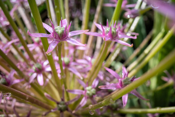 ornamental onion (Allium schubertii) in the garden
