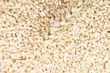Wheat berries background, high resolution