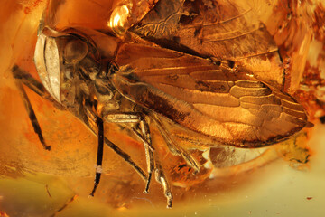planthopper imprisioned in Baltic amber