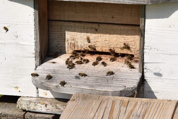Live nature. Bees swarm near the entrance to the hive