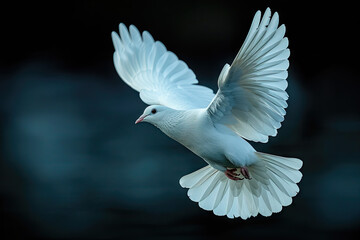 Fototapeta premium white dove flying, black solid clean background
