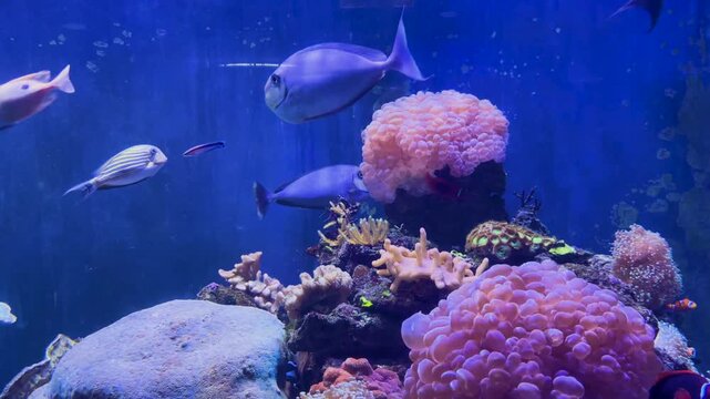 Blue Tang Fish or Paracanthurus hepatus in the water tank.