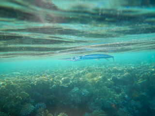 aguglia fish at red sea