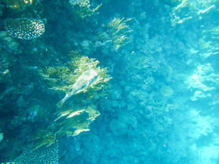 box fish at red sea
