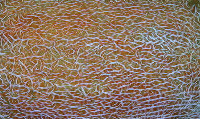 fragment of melon pattern as background for artists