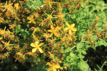 Hapericum perforatum - Blüten Nahaufnahme