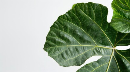 leaf isolated on white
