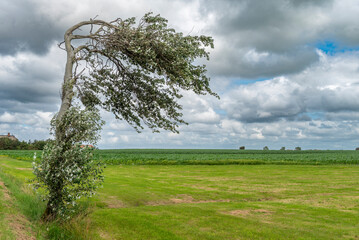 Vom Wind verbogene, alleinstehende Birke auf einem grünen Feld mit bewölktem Himmel